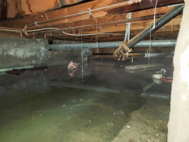 Best Professional water damage repair  in Wake Village, TX