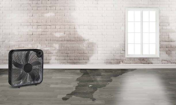 Best Water damage restoration company  in Wake Village, TX